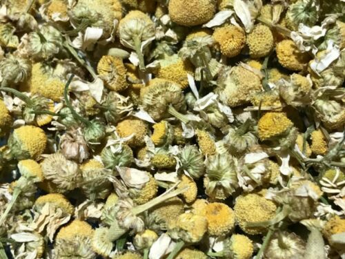 Manzanilla cimarrona